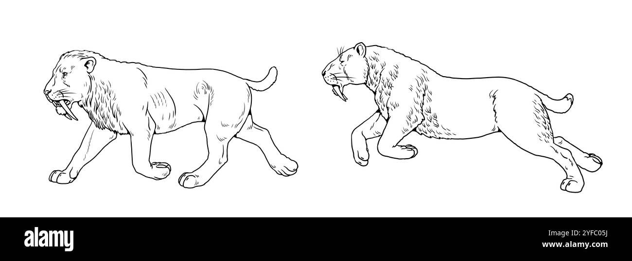 Säbelzahnkatze zum Einfärben. Tierzeichnung. Säbelzahnkatzenanfall. Smilodon aus der Eiszeit. Stockfoto