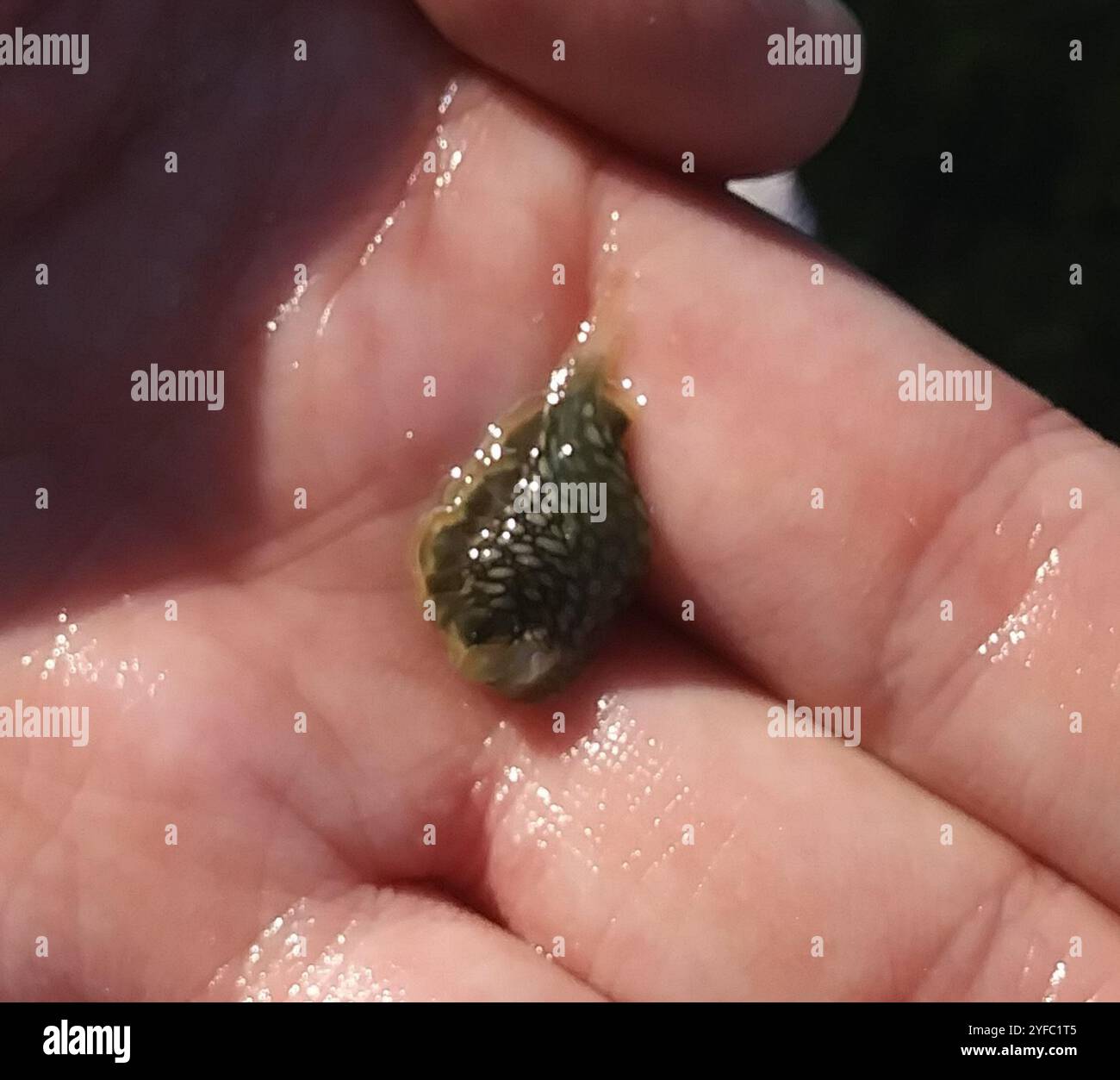 Salat Seeschlug (Elysia crispata) Stockfoto