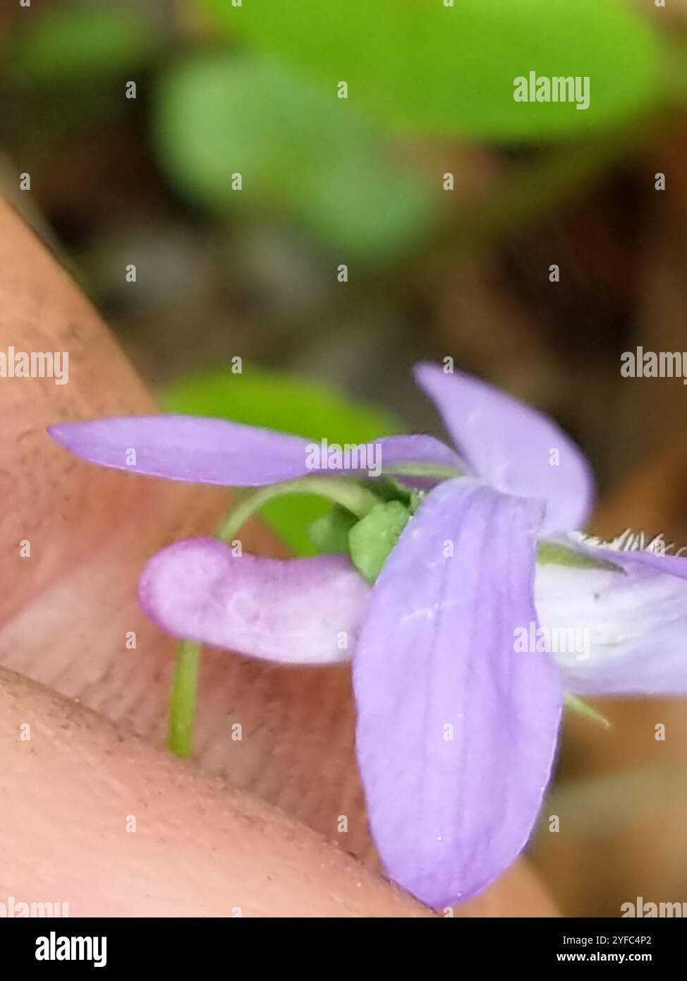 Labrador violett (Viola labradorica) Stockfoto