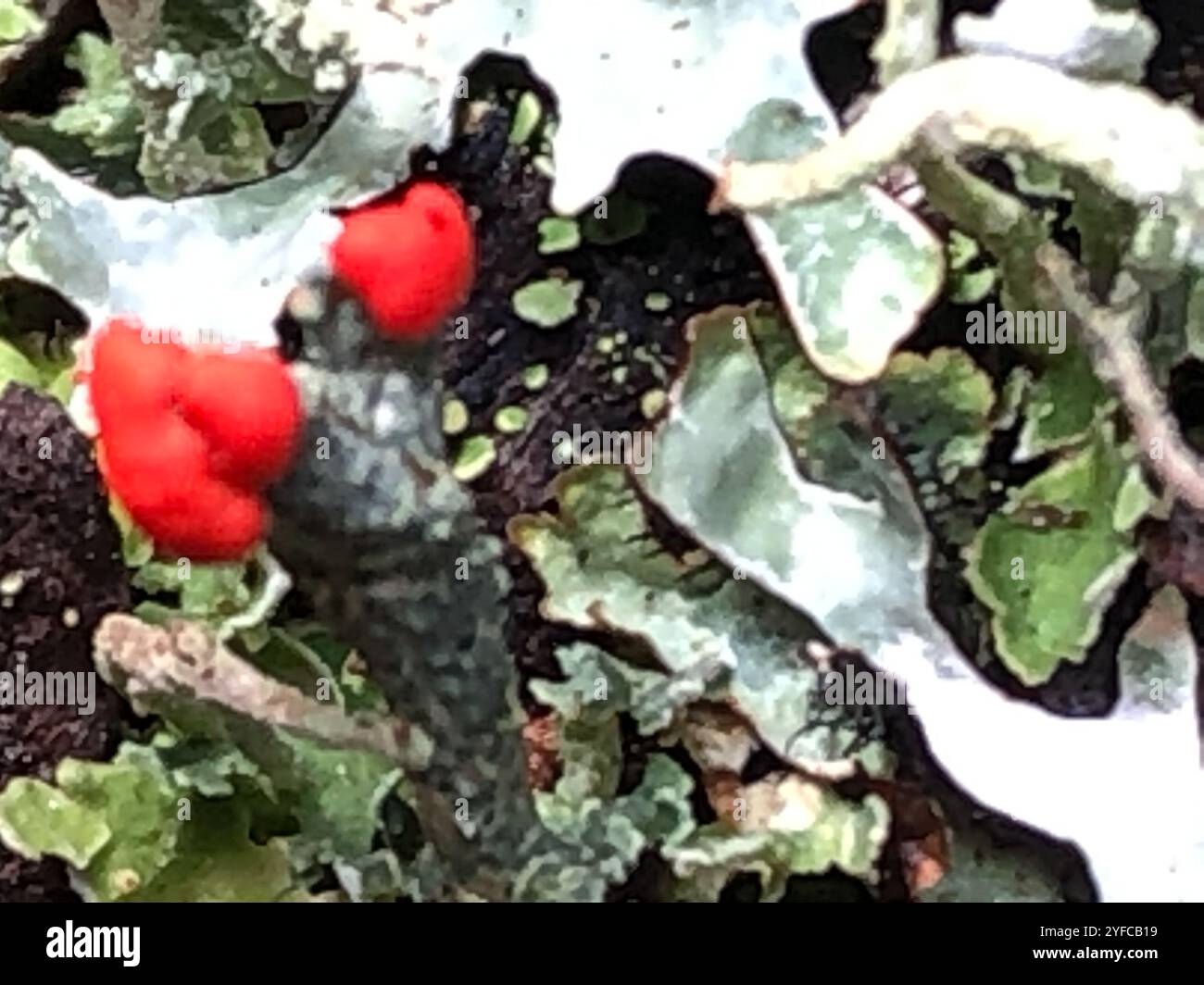 Britische Soldatenflechte (Cladonia cristatella) Stockfoto