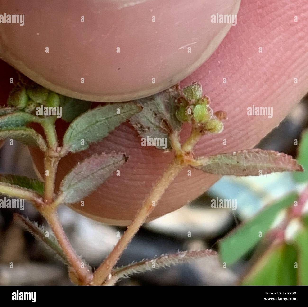 Florida Hängematte Sandmatte (Euphorbia ophthalmica) Stockfoto