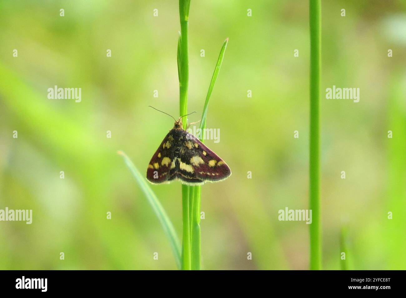 Gemeine Karmesin- und Goldmotte (Pyrausta purpuralis) Stockfoto