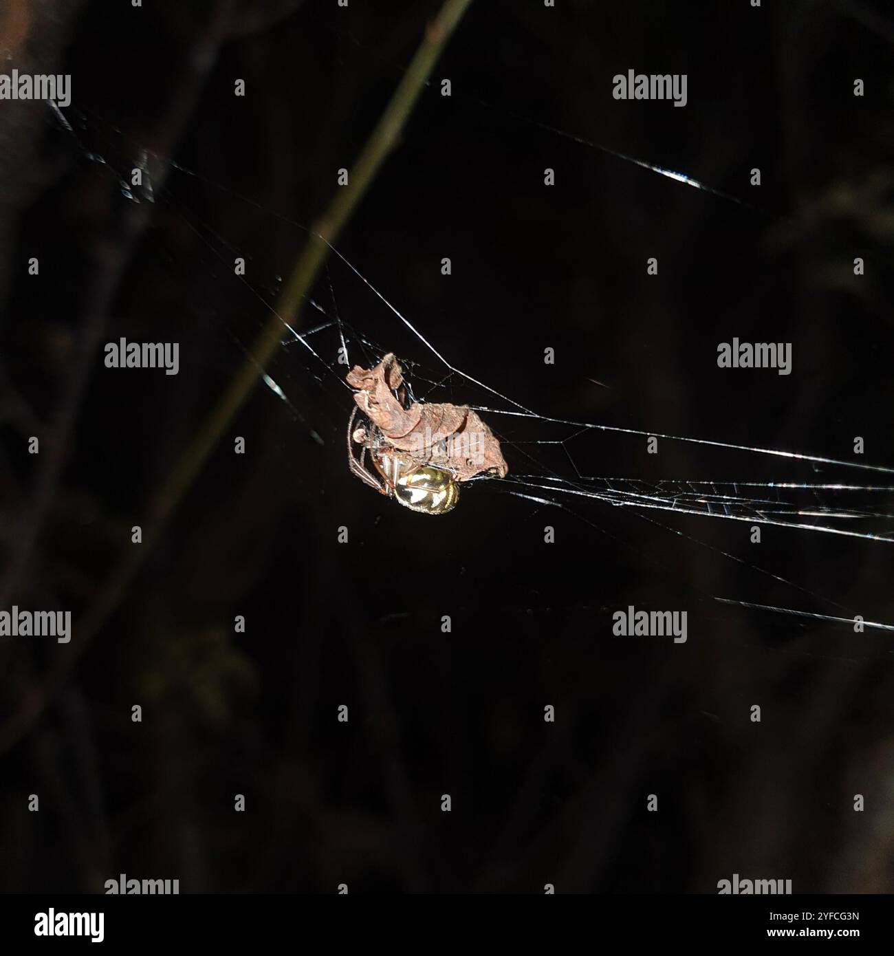 Blattkräuselspinne (Phonognatha graeffei) Stockfoto