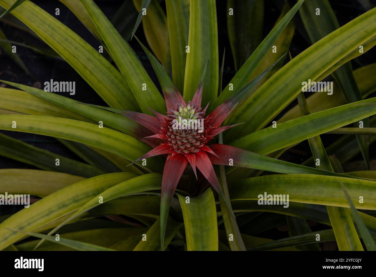 Die Insel Sao Miguel auf den Azoren ist bekannt für ihre ausgedehnten Ananas- oder Ananasplantagen. Stockfoto