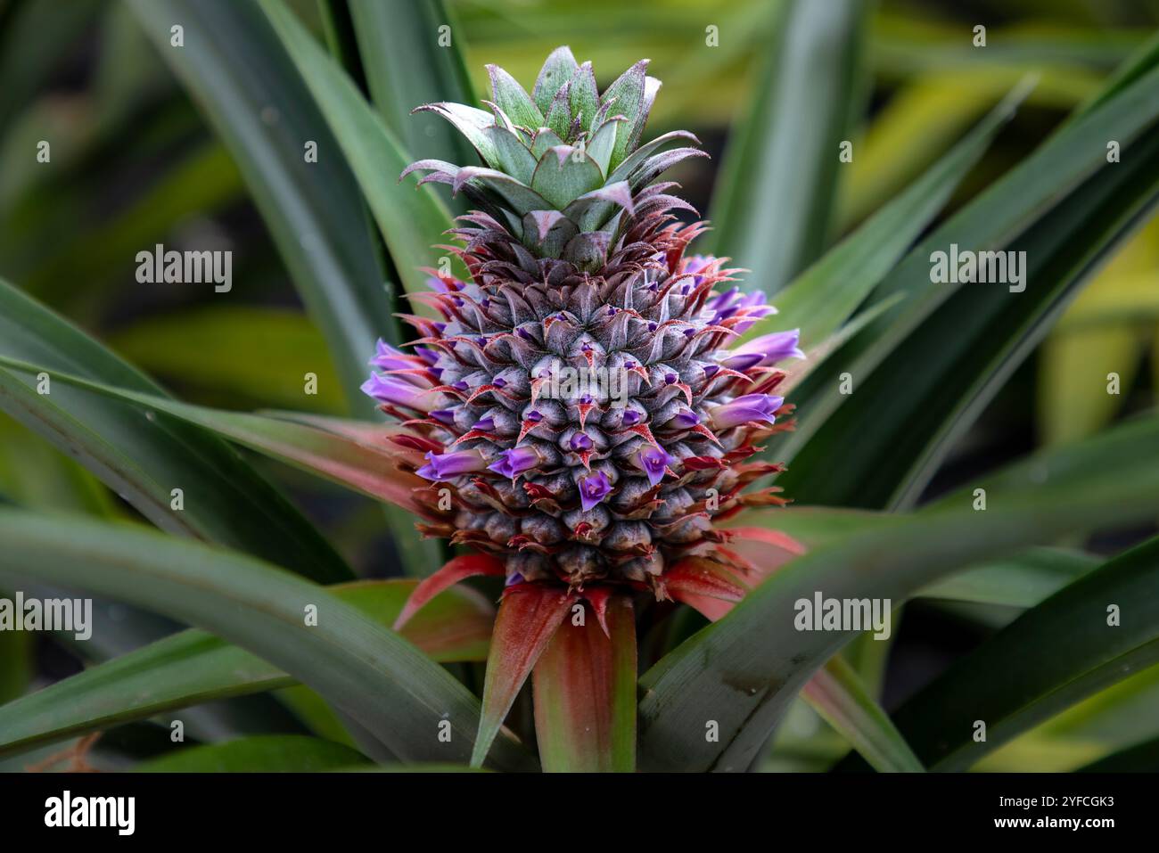 Die Insel Sao Miguel auf den Azoren ist bekannt für ihre ausgedehnten Ananas- oder Ananasplantagen. Stockfoto