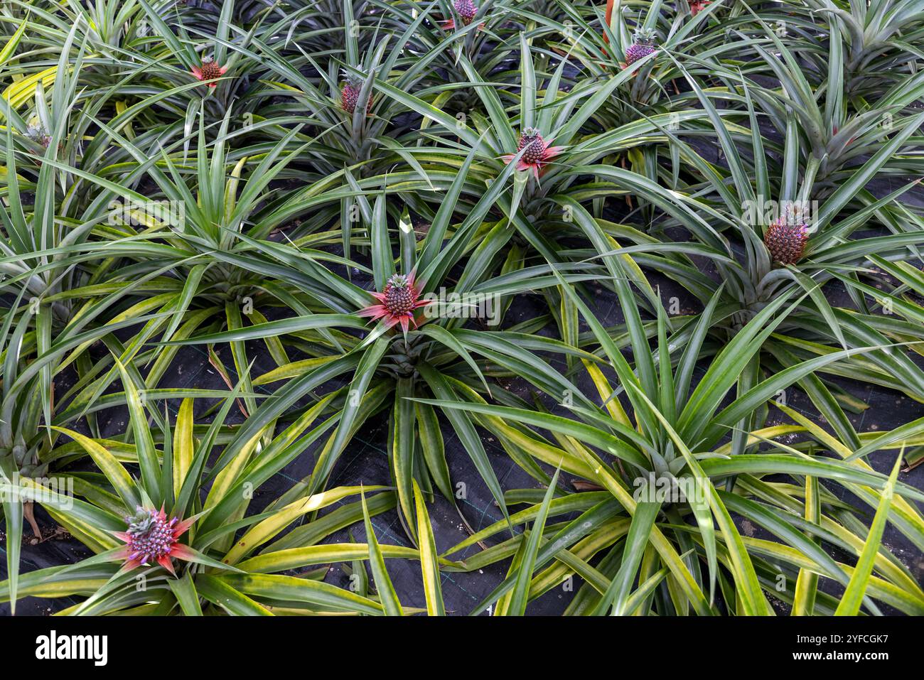 Die Insel Sao Miguel auf den Azoren ist bekannt für ihre ausgedehnten Ananas- oder Ananasplantagen. Stockfoto