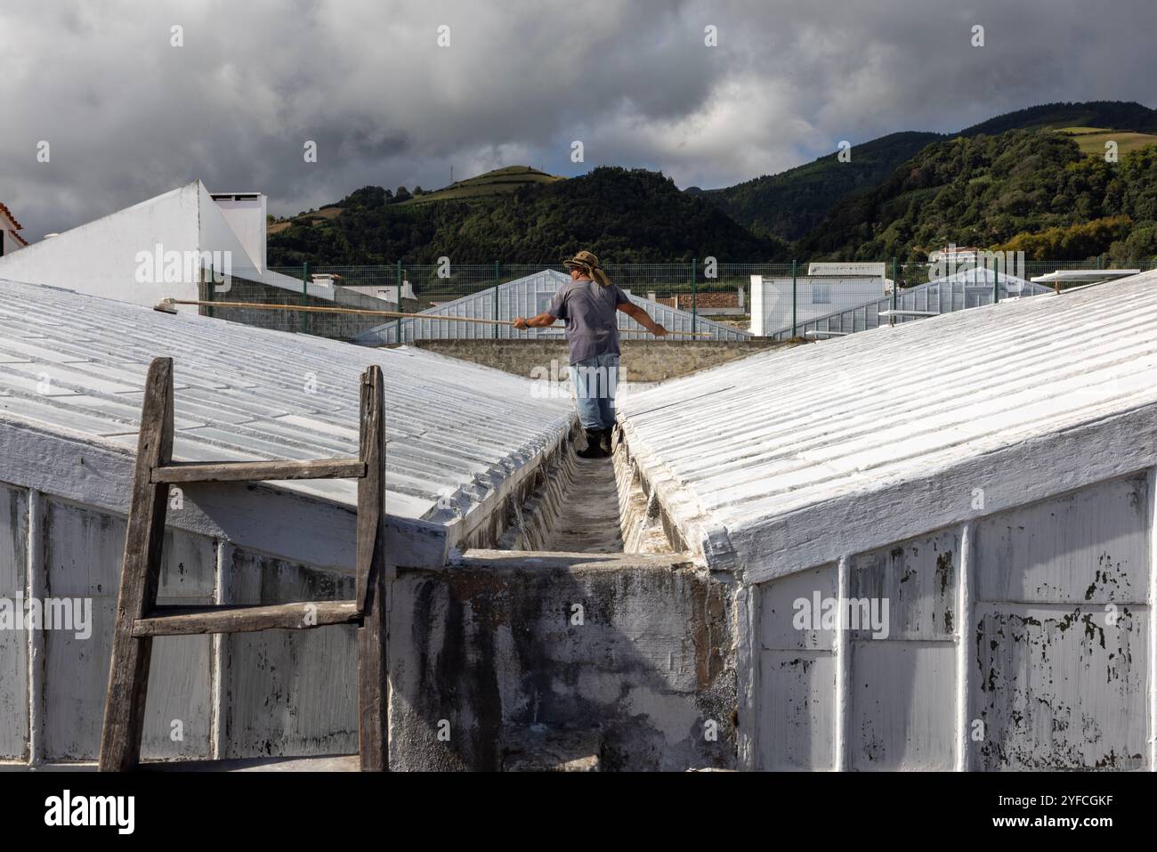 Die Insel Sao Miguel auf den Azoren ist bekannt für ihre ausgedehnten Ananas- oder Ananasplantagen. Stockfoto