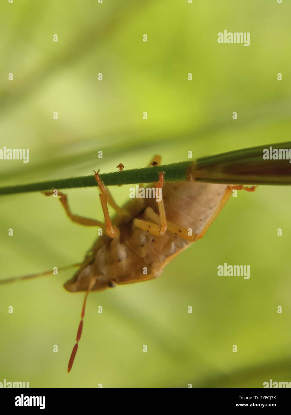 Bischof's Gehrungsschild Bug (Aelia acuminata) Stockfoto