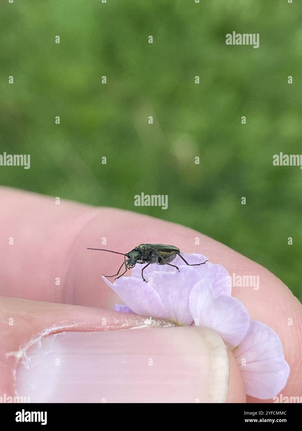 (Oedemera lurida) Stockfoto