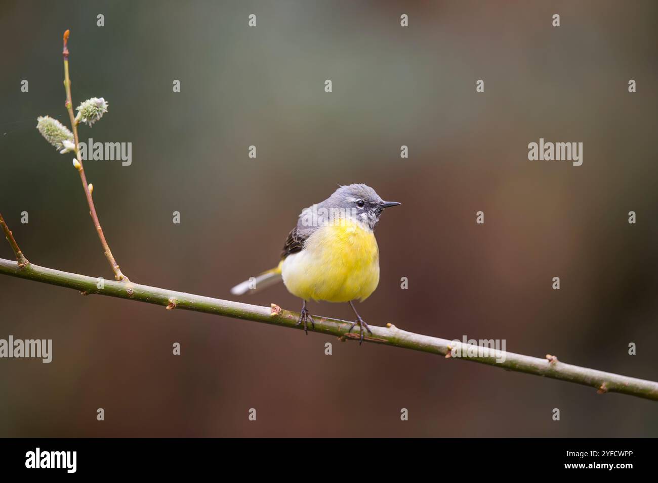 Vorderansicht eines wilden, grauen Bachstelzvogels (Motacilla cinerea), der isoliert auf einem Ast mit Katzenkindern thront. Stockfoto