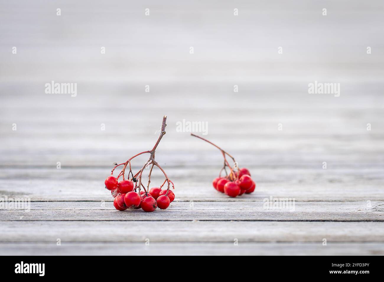 Eine Gruppe von vogelbeeren auf einem hölzernen Wanderweg. Herbsthintergrund mit einem Haufen vogelbeeren auf einem hölzernen Wanderweg. Stockfoto