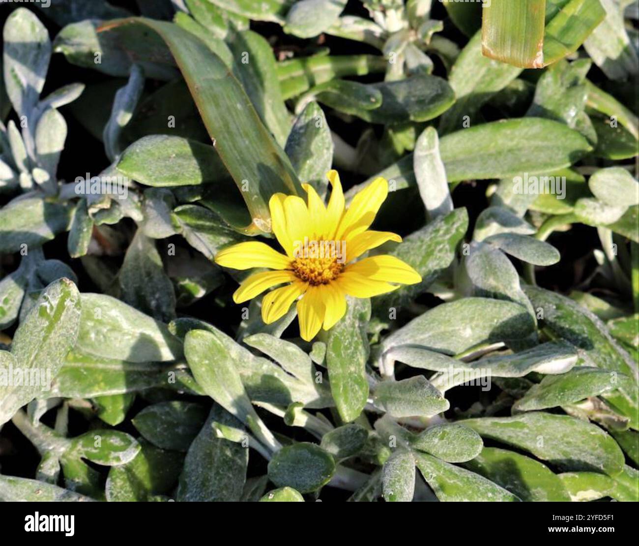 Graublattnachlaufendes Gazania (Gazania rigens leucolaena) Stockfoto