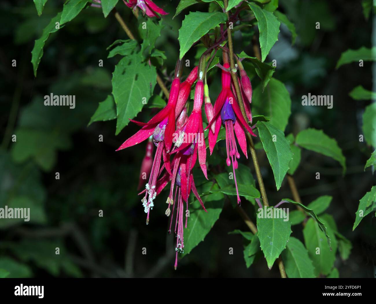 FUSCHIA; SPEEN GARDEN Stockfoto