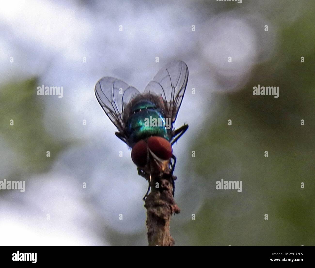 Orientalische Latrinenfliege (Chrysomya megacephala) Stockfoto