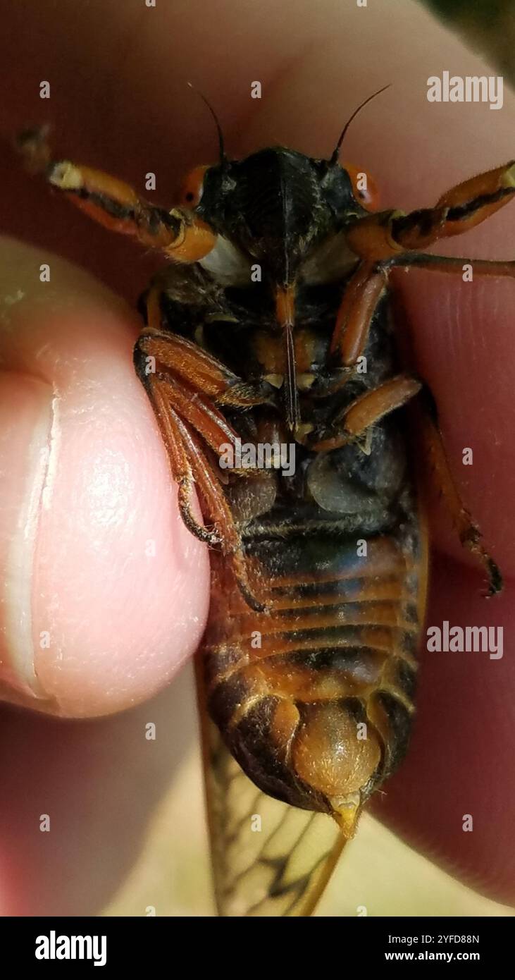 Pharao Cicada (Magicicada septendecim) Stockfoto