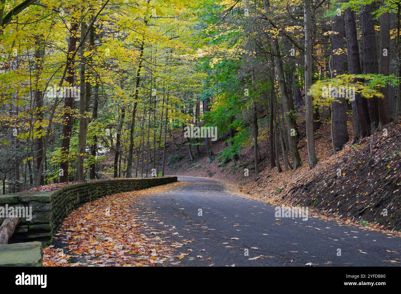 Quiet Road schlängelt sich im Herbst durch den Wald in Upstate New York Stockfoto