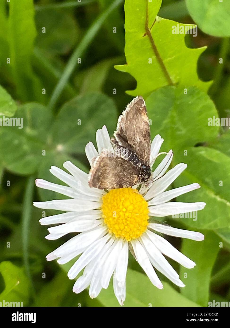 Brennnesselhahn (Anthophila fabriciana) Stockfoto