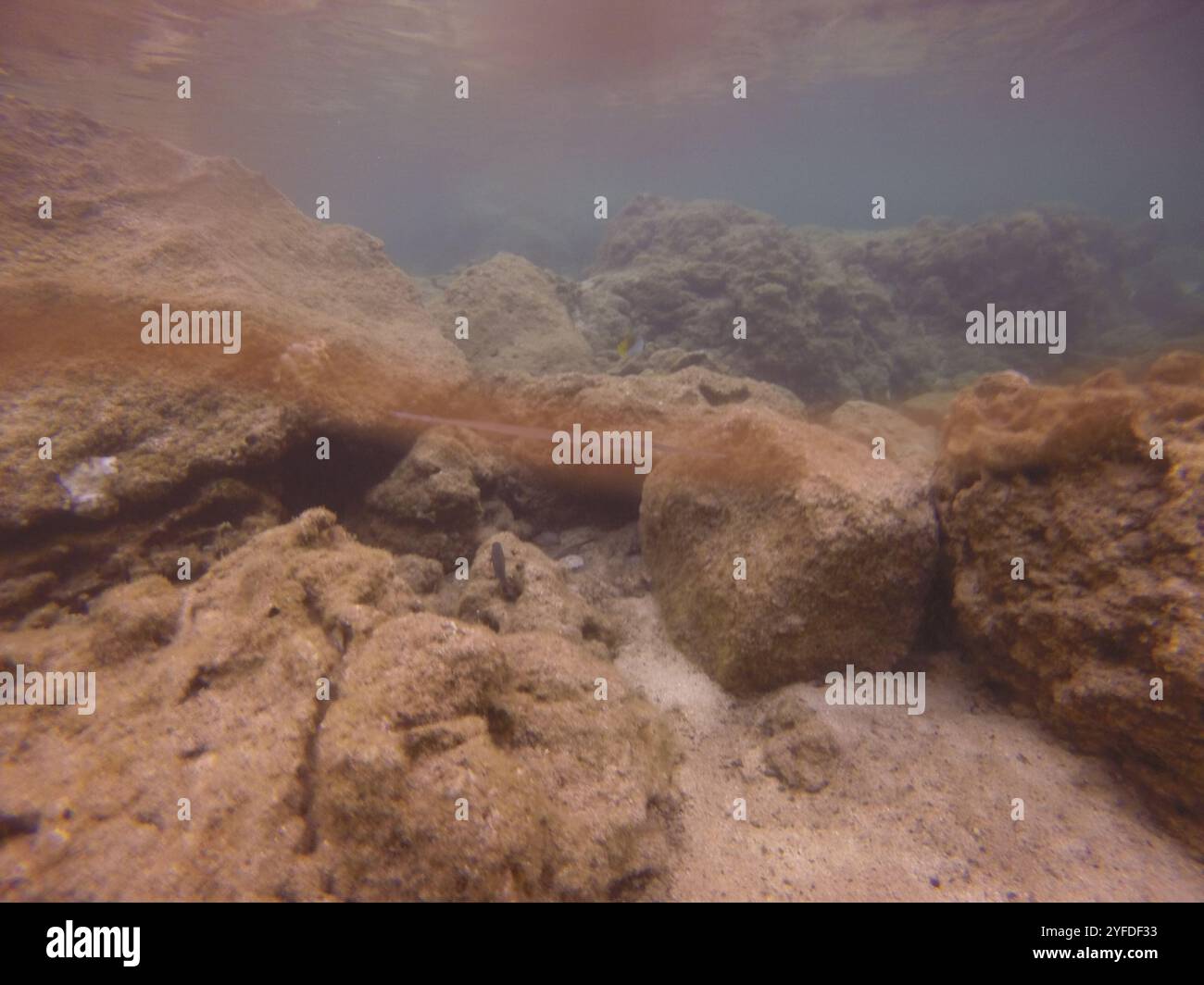 Blaupunktrochen Cornetfish (Fistularia commersonii) Stockfoto