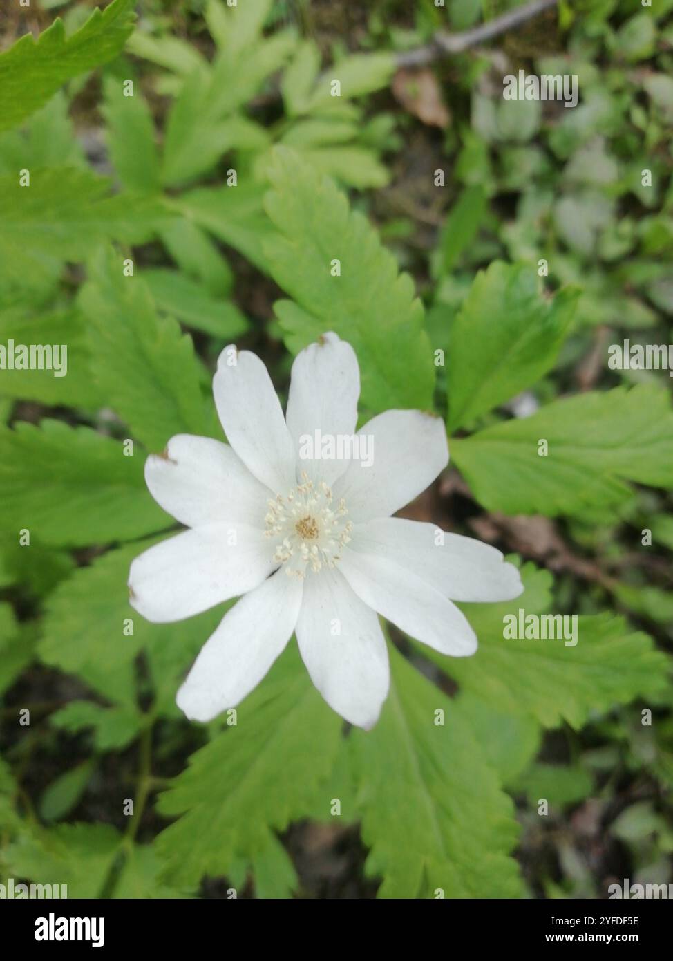 Altaische Anemone (Anemonoides altaica) Stockfoto