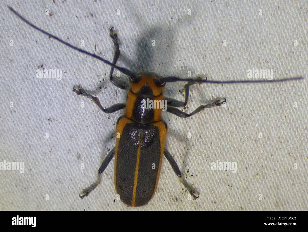 Rotkantige Saperda (Saperda lateralis) Stockfoto