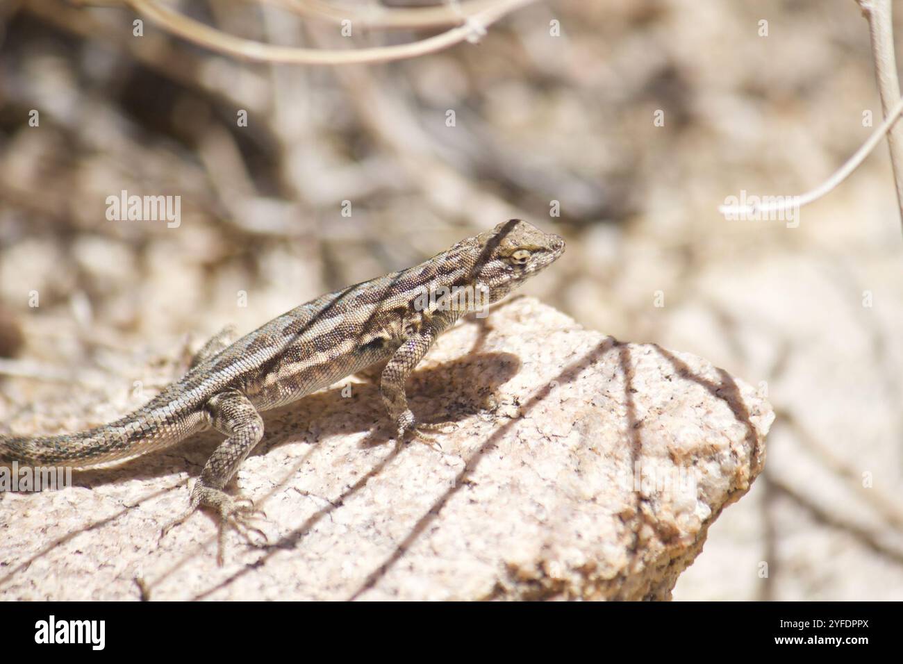 Westliche Seitenflosse (Uta stansburiana elegans) Stockfoto