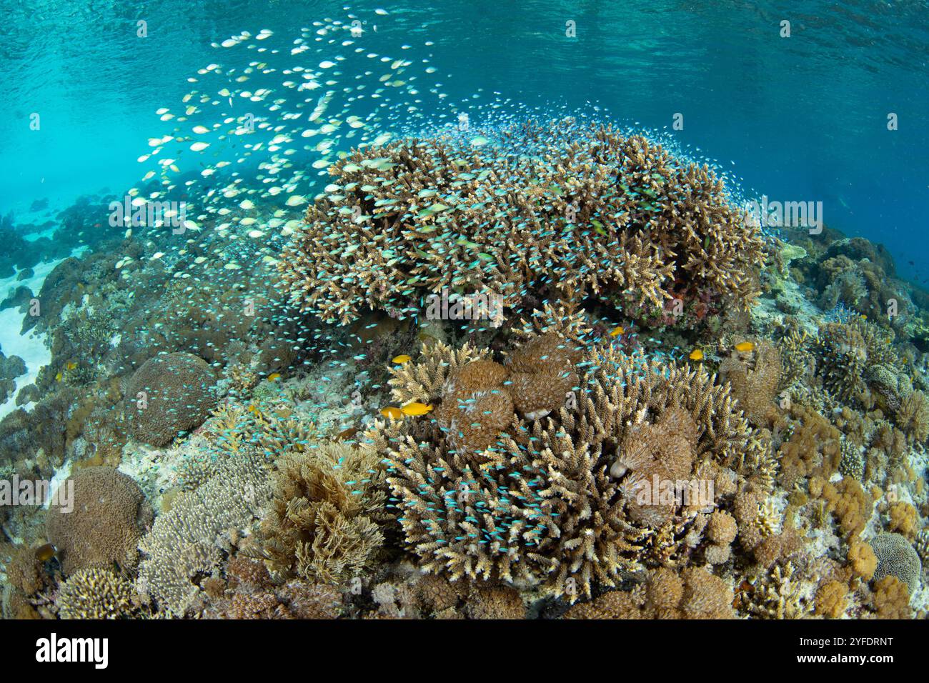 Kleine, schülende blau-grüne Chromis schweben über schützenden Korallen auf einem gesunden, flachen Riff auf Pantar Island in der Nähe von Alor, Indonesien. Stockfoto