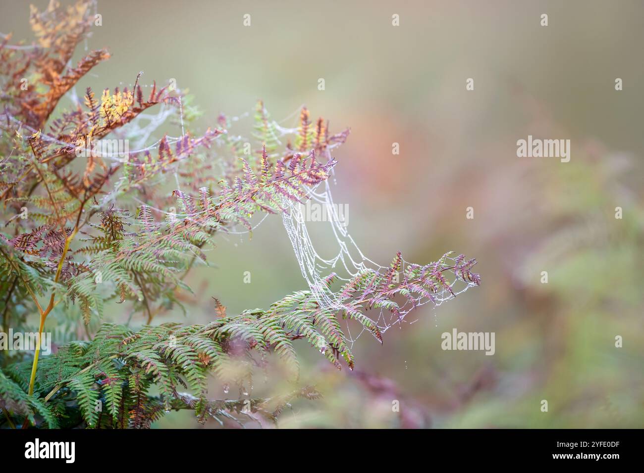 Taubedeckte Spinnennetze, die sich im Herbst, Großbritannien, an einem Farn auf einer nebeligen Wiese festhält. Stockfoto