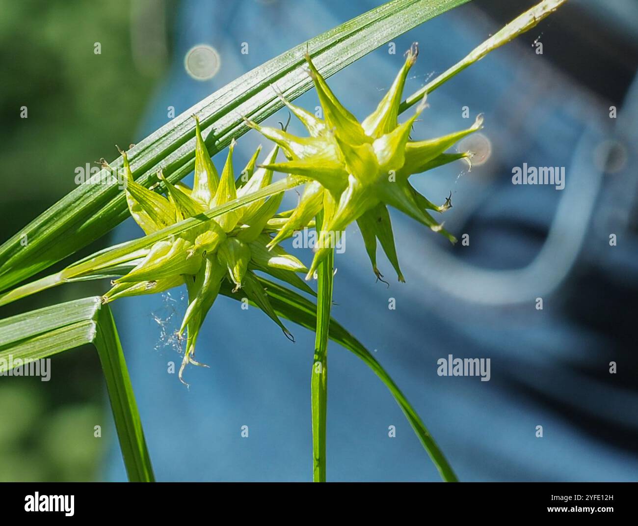 Gray's Segge (Carex gryi) Stockfoto