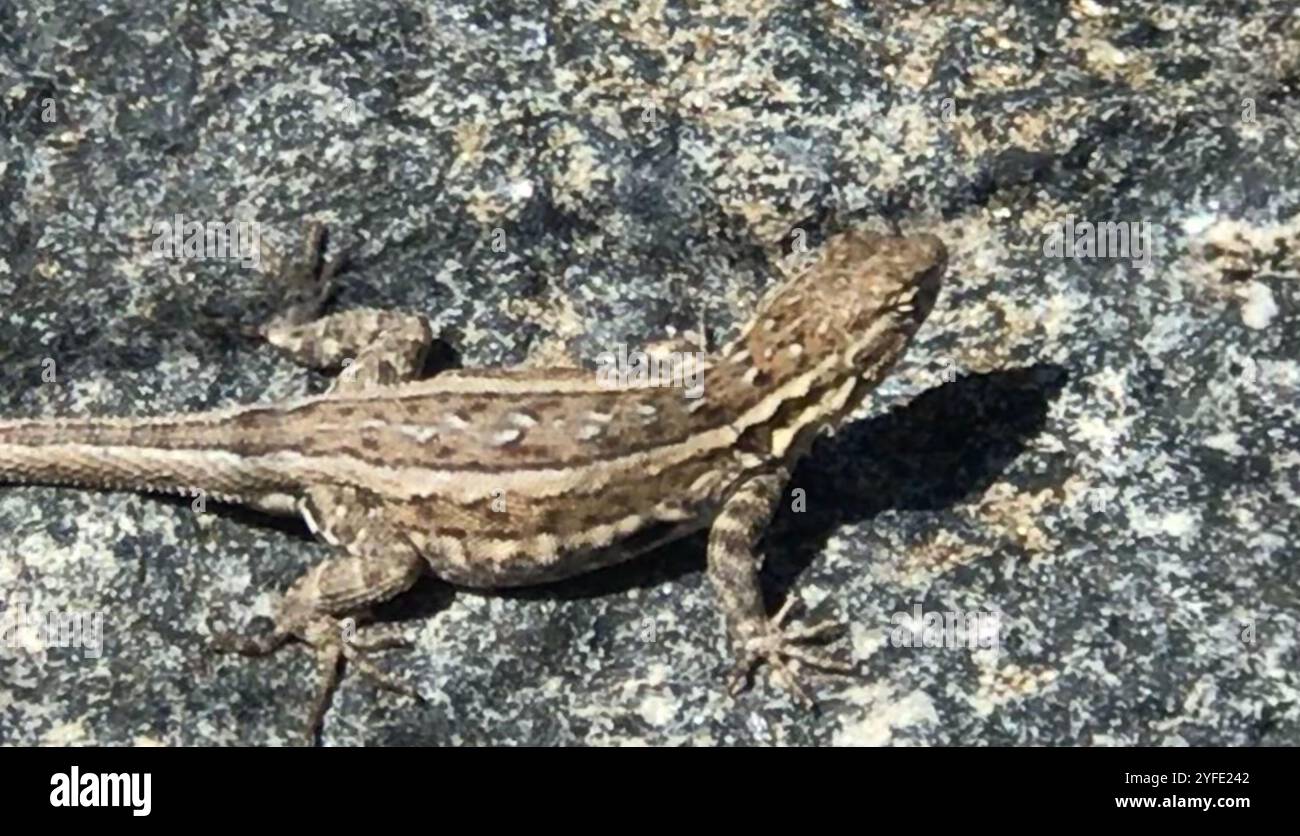 Westliche Seitenflosse (Uta stansburiana elegans) Stockfoto