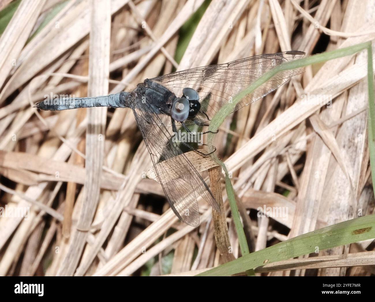 Little Blue Dragonlet (Erythrodiplax minuscula) Stockfoto