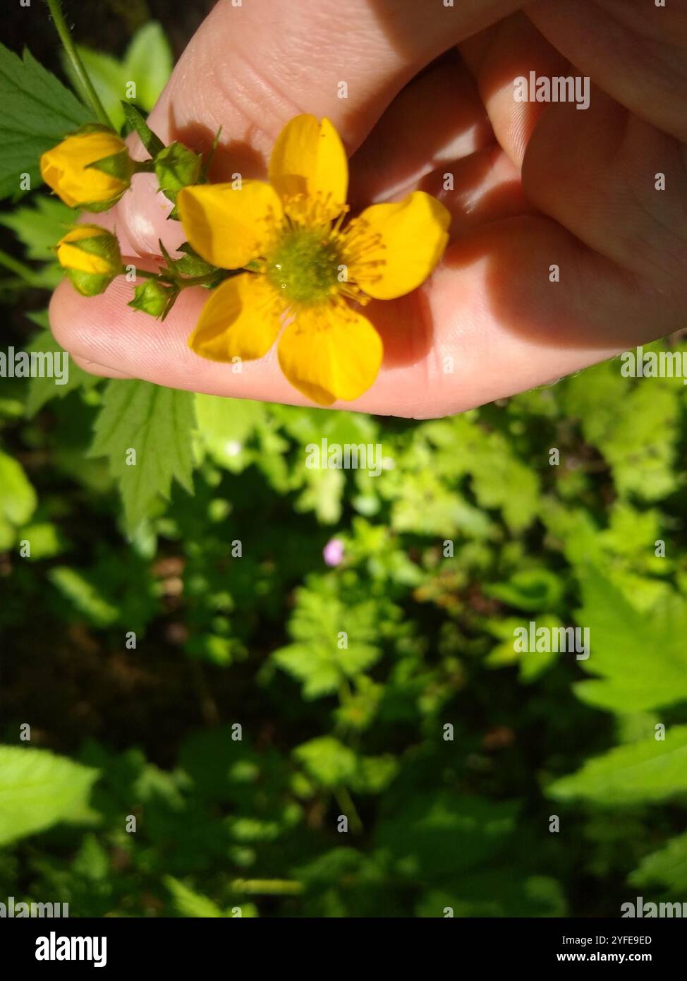 Großblättrige Avens (Geum macrophyllum) Stockfoto