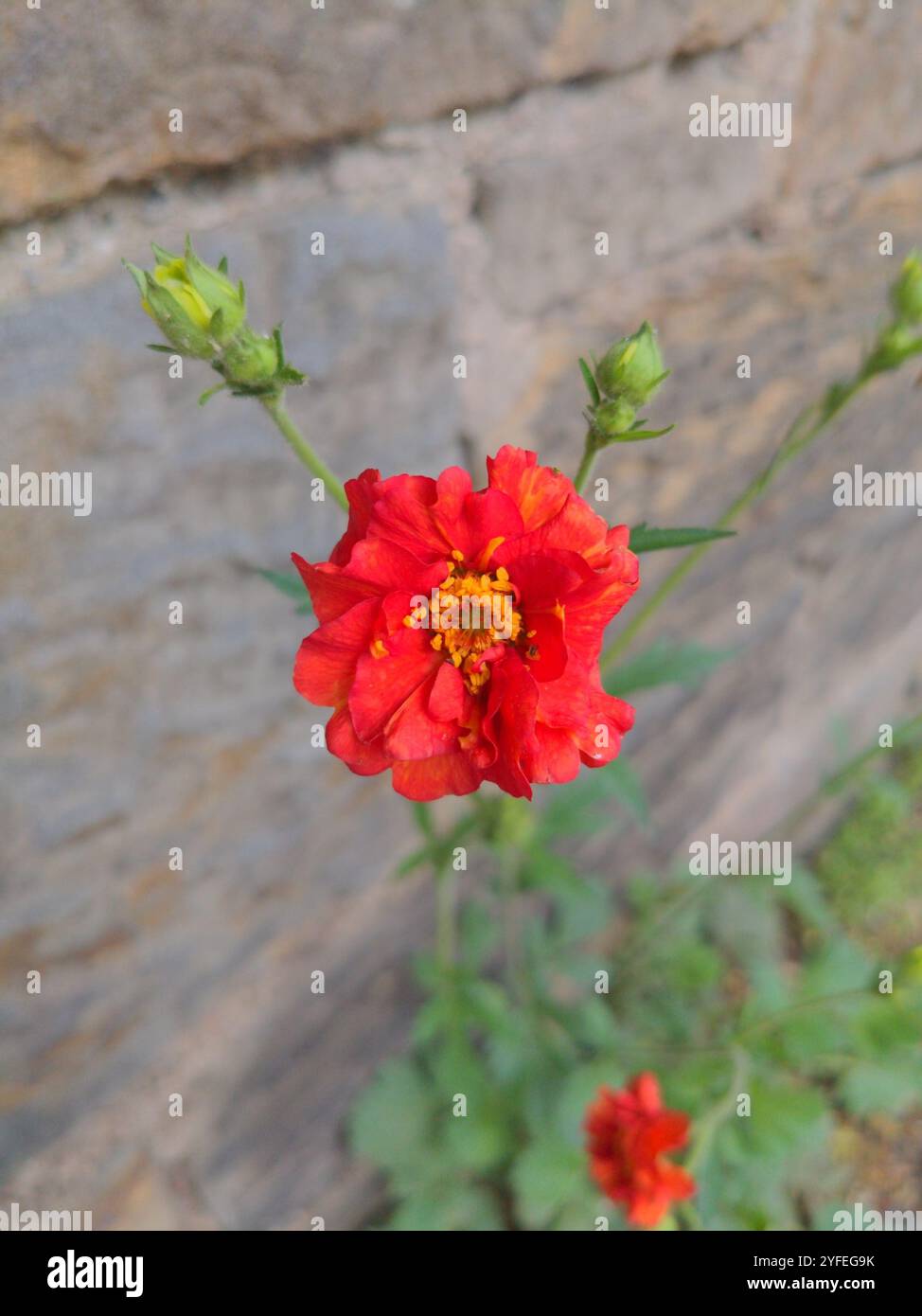 Scharlach-Avens (Geum coccineum) Stockfoto