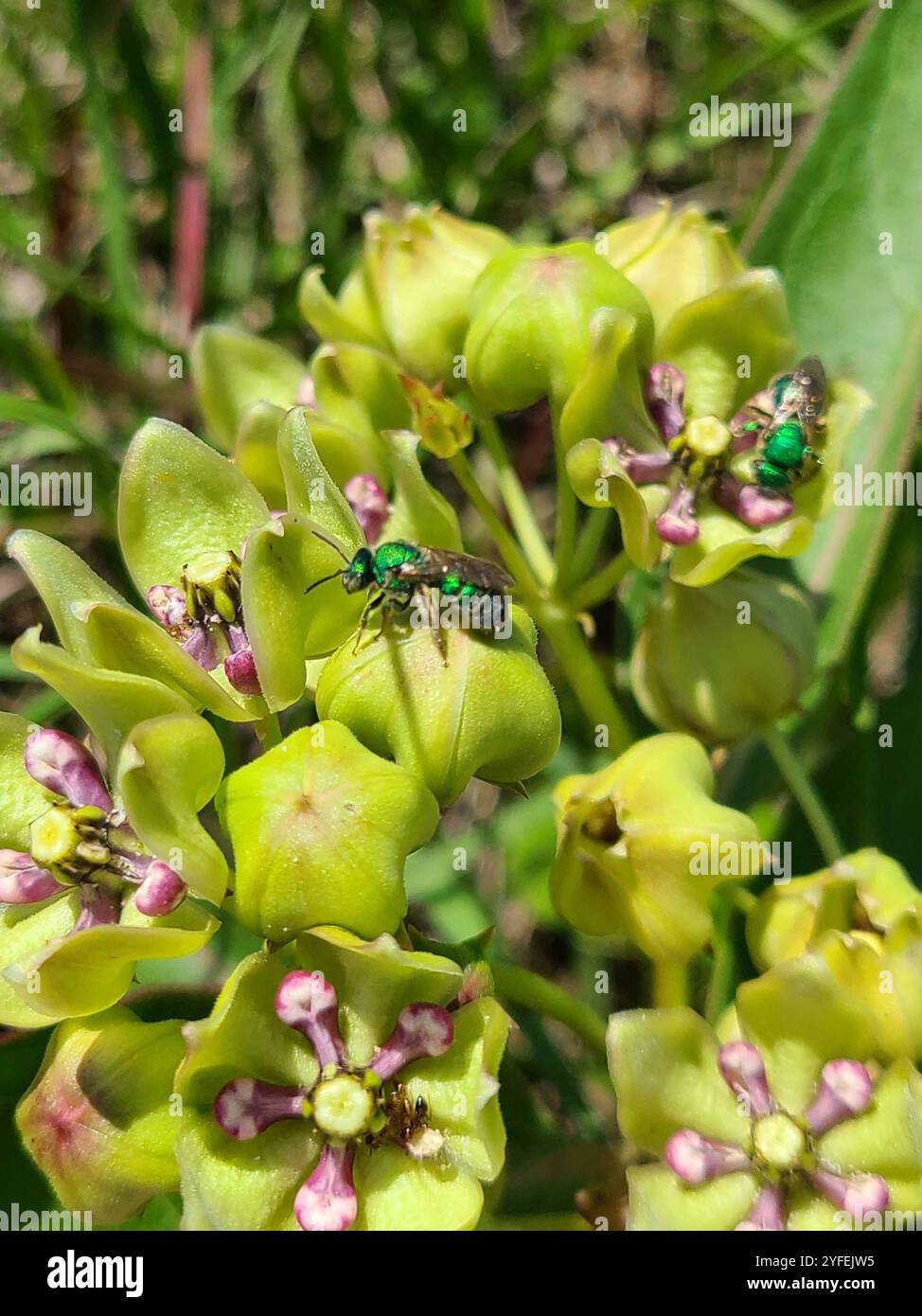 (Augochloropsis metallica) Stockfoto