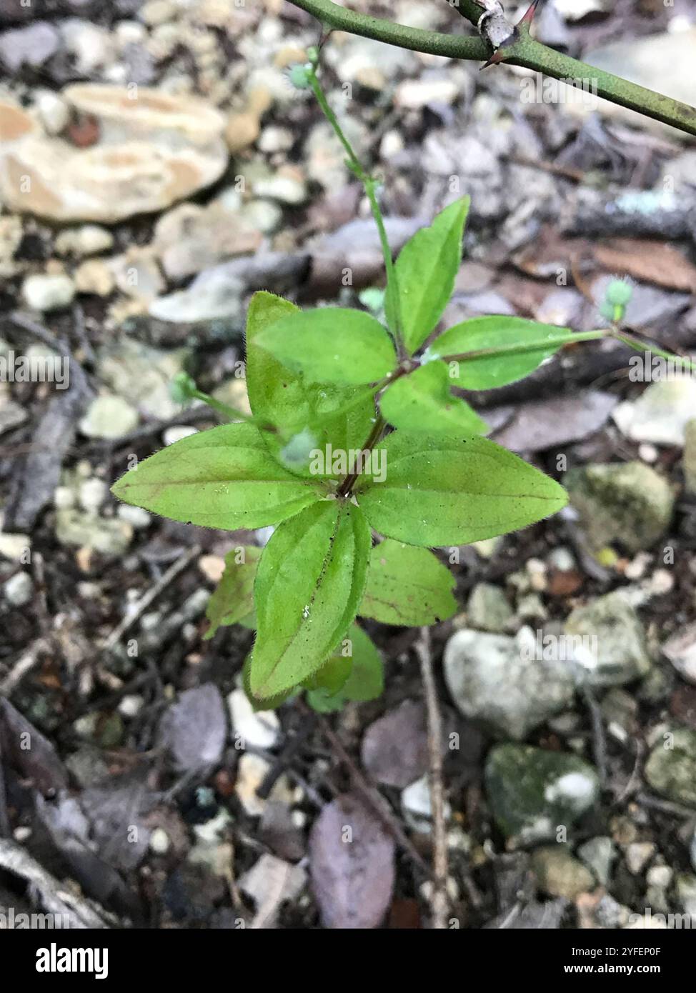 Lakritzbettstroh (Galium circaezans) Stockfoto