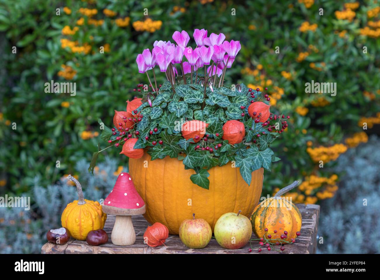 Herbstarrangement mit Cyclamen-Blüte, Physalis, Efeuzweigen und Kürbissen im Garten Stockfoto