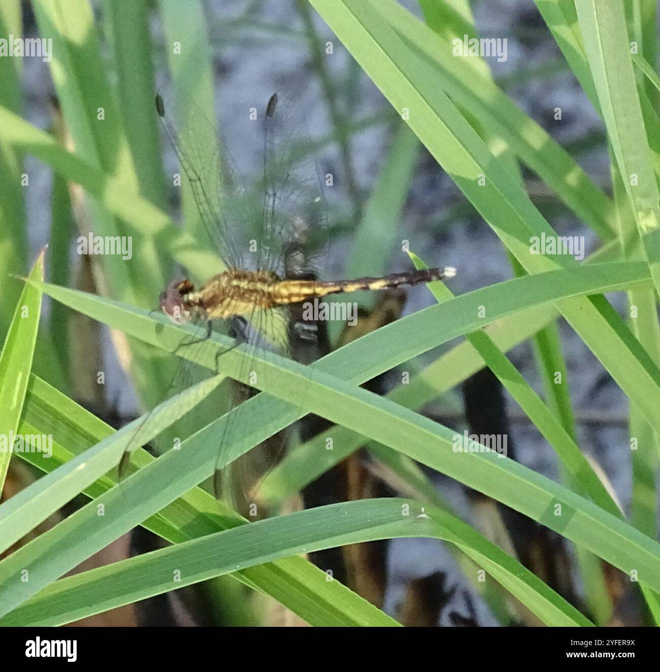 Little Blue Dragonlet (Erythrodiplax minuscula) Stockfoto