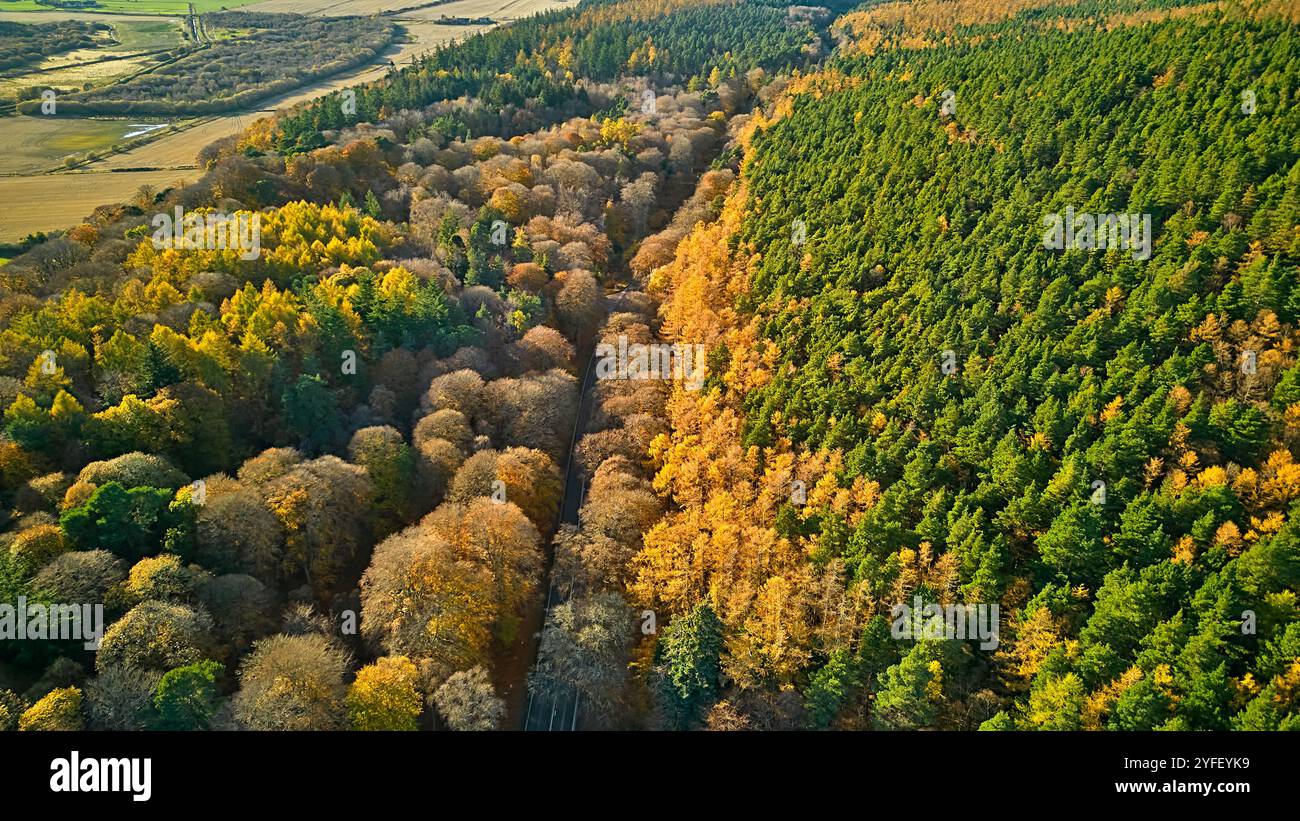 A96 West Road Elgin Moray Schottland im Herbst umgeben von farbenfrohen Lärchenbäumen Stockfoto