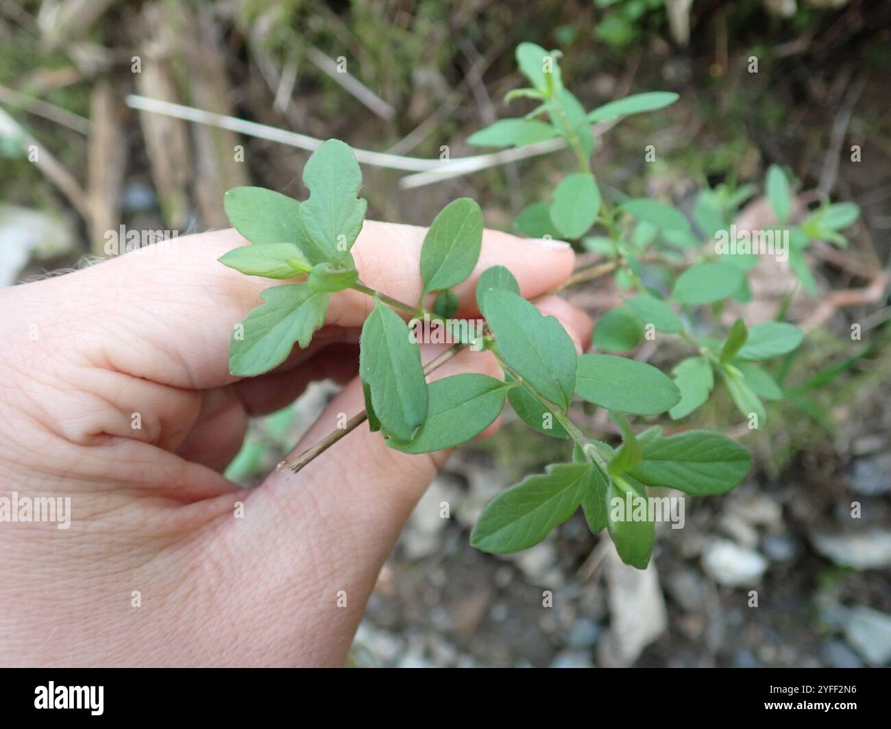 Kriechbeere (Symphoricarpos mollis) Stockfoto