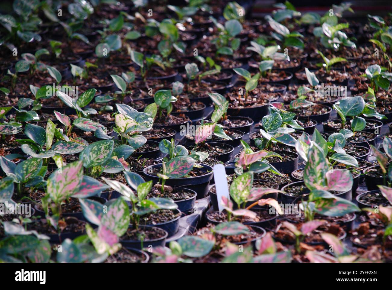 Vollformatfoto chinesischer Evergreens-Zierpflanzen auf schwarzem Plastiktopf. Tapetenfoto von natürlichen Pflanzen, aglaonema Stockfoto