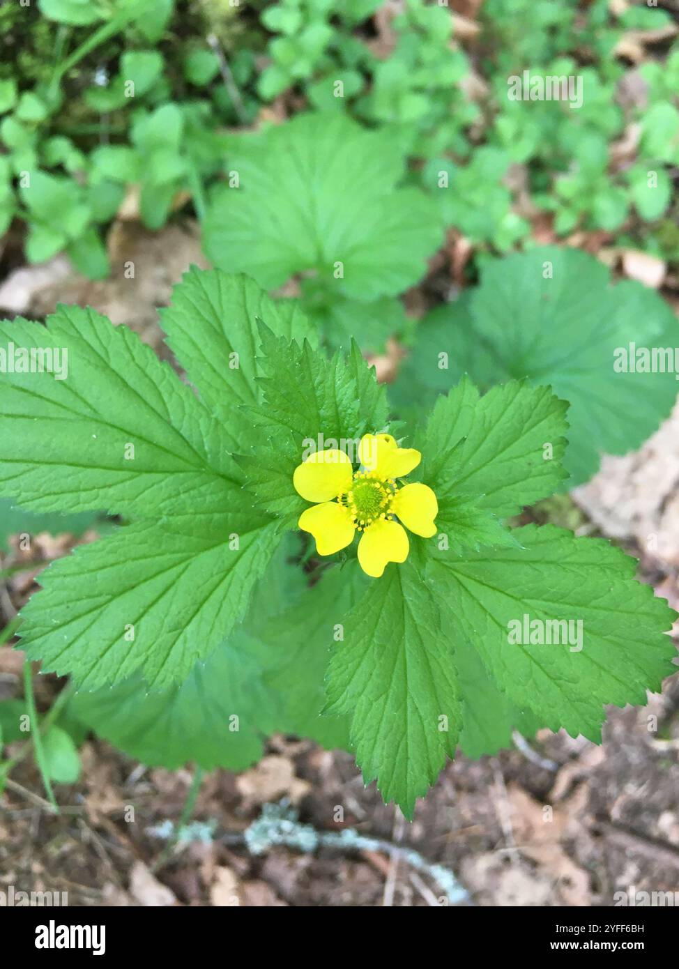 Großblättrige Avens (Geum macrophyllum) Stockfoto