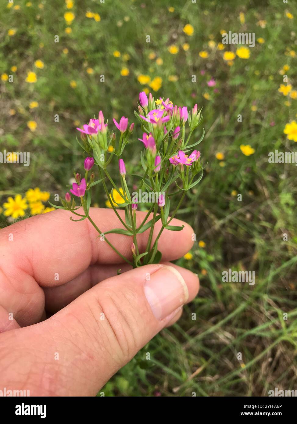 Schlanke Zentaury (Centaurium tenuiflorum) Stockfoto