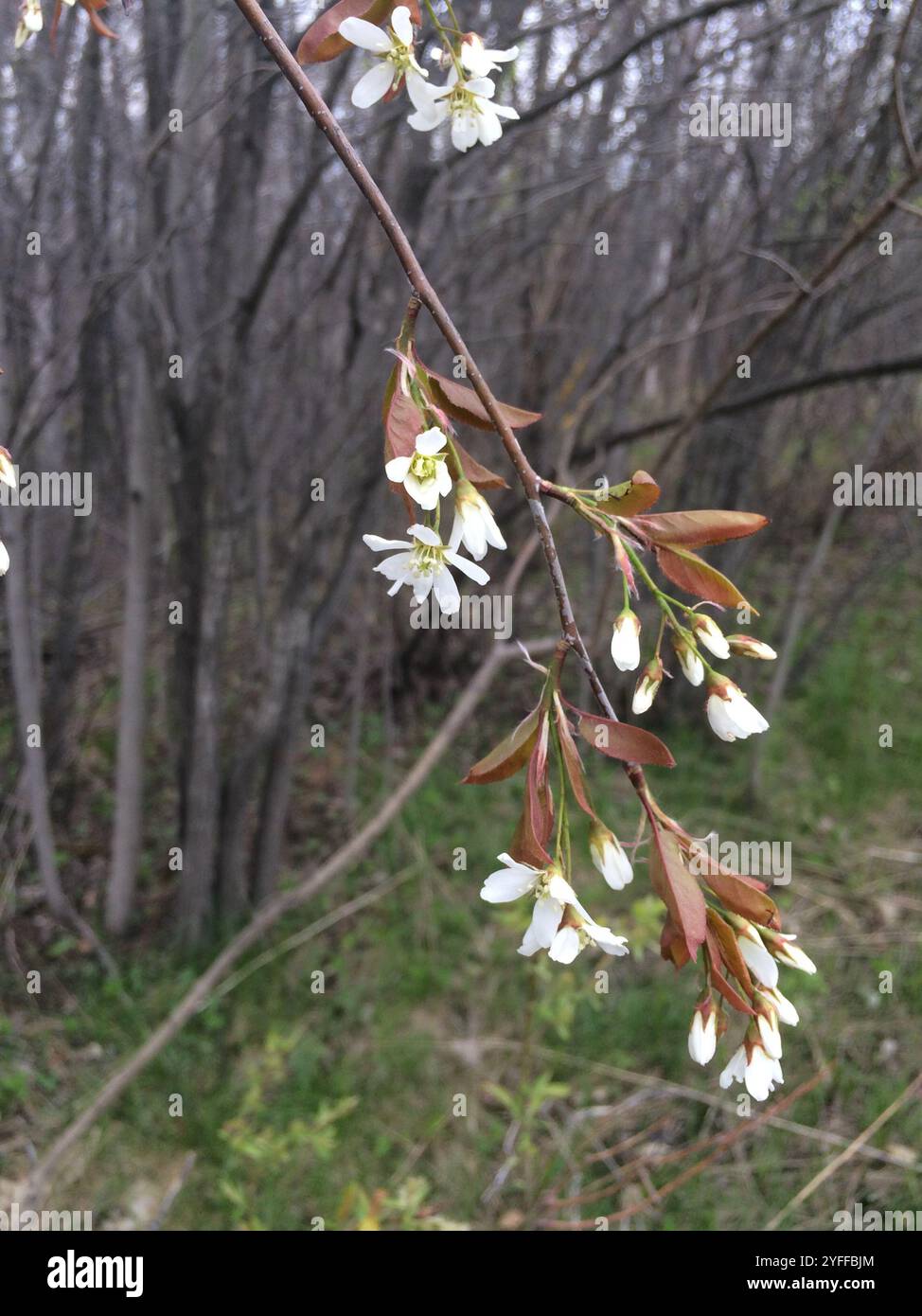 Glatter Schattenstrauch (Amelanchier laevis) Stockfoto