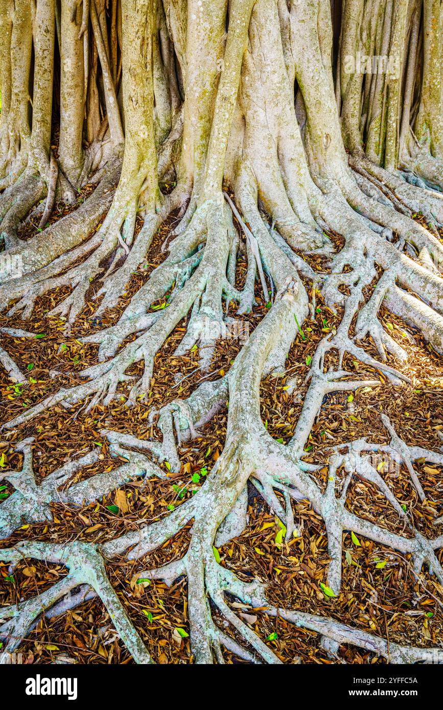 Nahaufnahme des Wurzelsystems eines Banyan-Baumes Stockfoto