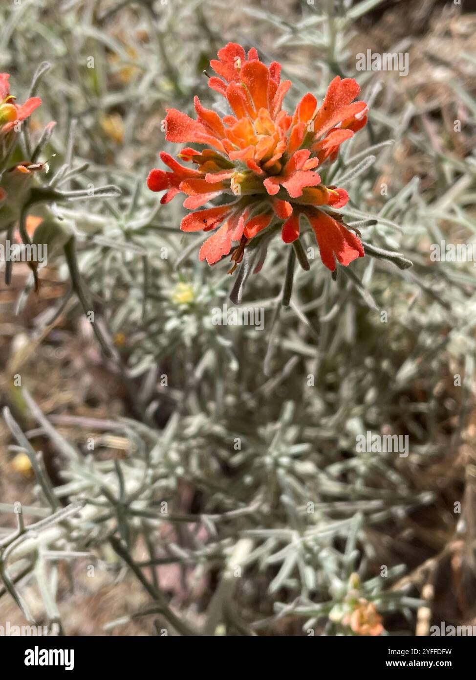 Indischer Wollpinsel (Castilleja foliolosa) Stockfoto