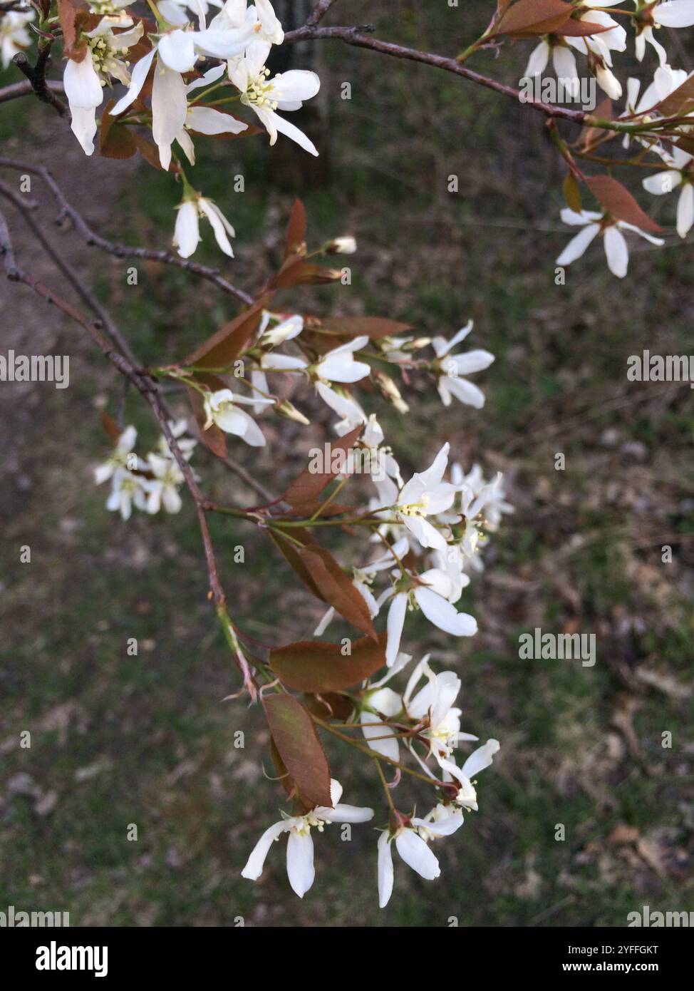 Glatter Schattenstrauch (Amelanchier laevis) Stockfoto