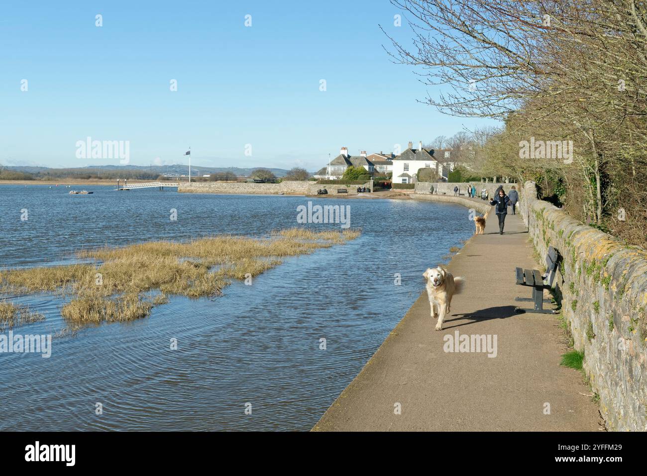 Menschen, die Hunde trainieren, auf dem Goat Walk am Flussmündung des Flusses exe in Topsham, Devon, Großbritannien, Januar 2024. Stockfoto