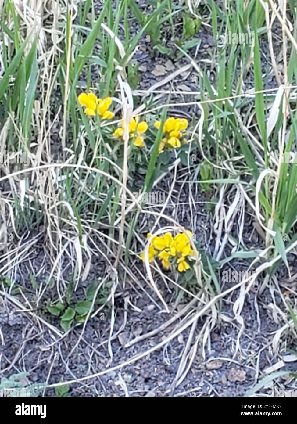 Goldene Bohne (Thermopsis rhombifolia) Stockfoto