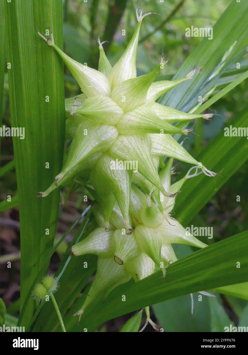 Gray's Segge (Carex gryi) Stockfoto