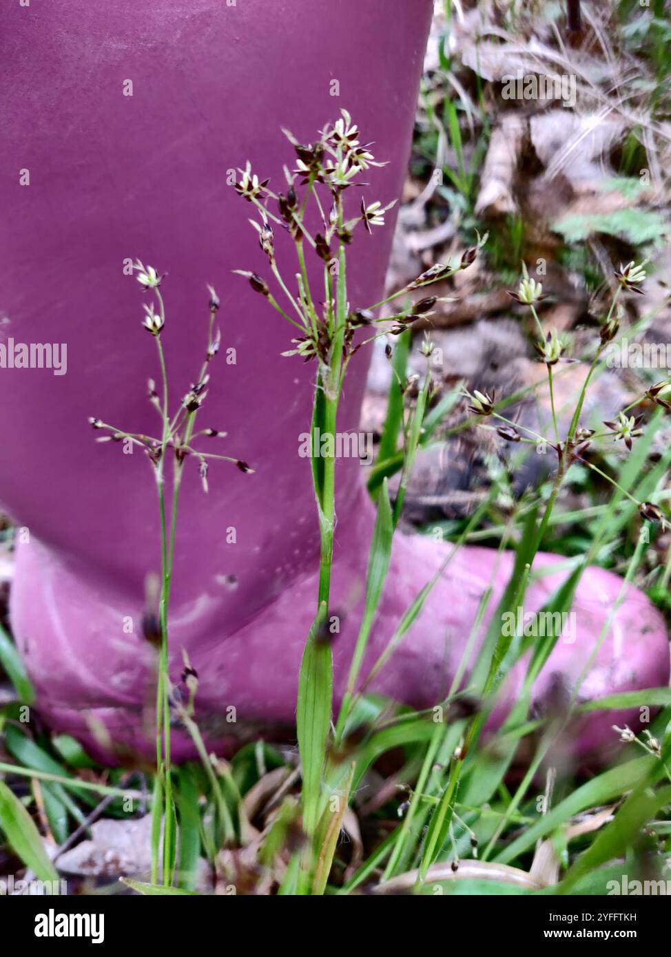 Haarige Woodrush (Luzula pilosa) Stockfoto