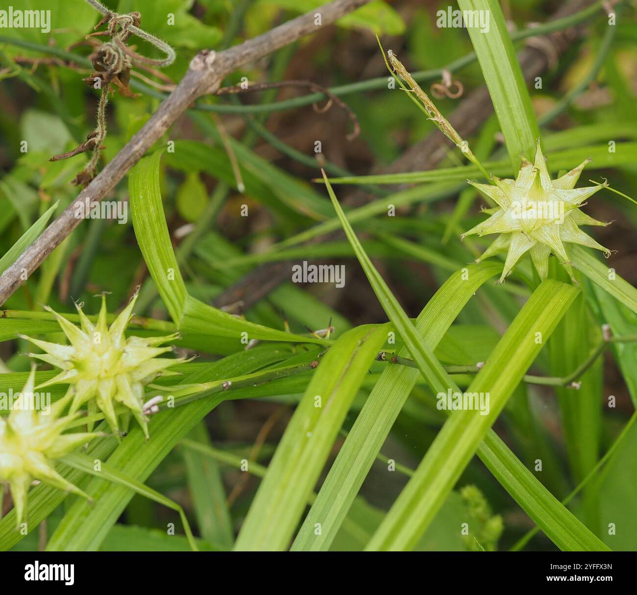 Gray's Segge (Carex gryi) Stockfoto